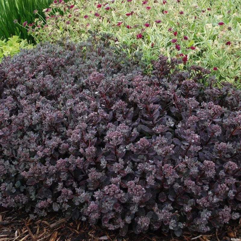 Sunsparkler® 'Dazzleberry' Stonecrop 4 Sunsparkler® 'Dazzleberry' Stonecrop - Image 4