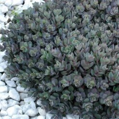 Sunsparkler® 'Dazzleberry' Stonecrop 7 Sunsparkler® 'Dazzleberry' Stonecrop -Great Garden Plants Sales Store sedum sunsparkler dazzleberry 7 sw
