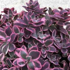 Sunsparkler® 'Dream Dazzler' Stonecrop -Great Garden Plants Sales Store sedum sunsparkler dream dazzler 3