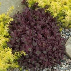 Sunsparkler® 'Firecracker' Stonecrop 9 Sunsparkler® 'Firecracker' Stonecrop -Great Garden Plants Sales Store sedum sunsparkler firecracker 2 sw