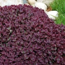 Sunsparkler® 'Firecracker' Stonecrop 8 Sunsparkler® 'Firecracker' Stonecrop -Great Garden Plants Sales Store sedum sunsparkler firecracker 5 sw