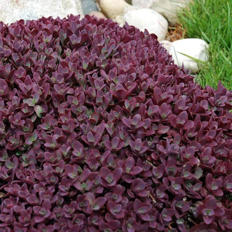 Sunsparkler® 'Firecracker' Stonecrop 4 Sunsparkler® 'Firecracker' Stonecrop - Image 4