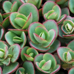 Succulent Ground Cover Collection -Great Garden Plants Sales Store sedum sunsparkler lime zinger 1 e98f64a9 9f27 4845 88d4 fe977e07d1f5