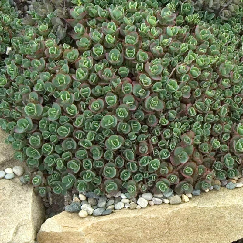 Sunsparkler® 'Lime Zinger' Stonecrop 2 Sunsparkler® 'Lime Zinger' Stonecrop - Image 2