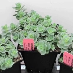 Sunsparkler® 'Lime Zinger' Stonecrop 7 Sunsparkler® 'Lime Zinger' Stonecrop -Great Garden Plants Sales Store sedum sunsparkler lime zinger 4 sw