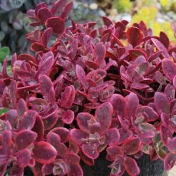 Sunsparkler® 'Wildfire' Stonecrop -Great Garden Plants Sales Store sedum sunsparkler wildfire 4