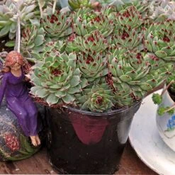 Hens & Chicks Collection 9 Hens & Chicks Collection -Great Garden Plants Sales Store sempervivum mrs giuseppi 1