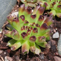 'Oddity' Hens & Chicks -Great Garden Plants Sales Store sempervivum oddity 4