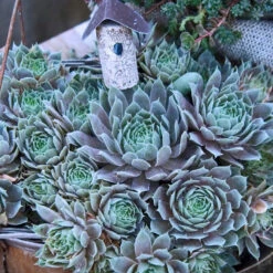 'Pacific Blue Ice' Hens & Chicks