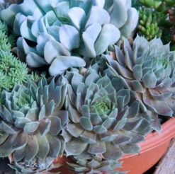 'Pacific Blue Ice' Hens & Chicks -Great Garden Plants Sales Store sempervivum pacific blue ice 2