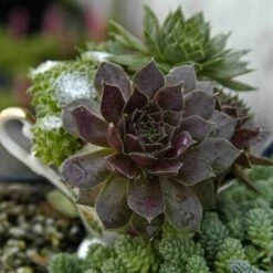 'Pacific Devil's Food' Hens & Chicks -Great Garden Plants Sales Store sempervivum pacific devils food hen and chick 3