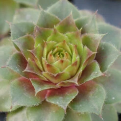 Hens & Chicks Collection 13 Hens & Chicks Collection -Great Garden Plants Sales Store sempervivum red rubin 1 ff28a4c0 33e6 40f2 bf64 eaa93507f37b
