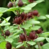 Simply Scentsational® Sweetshrub