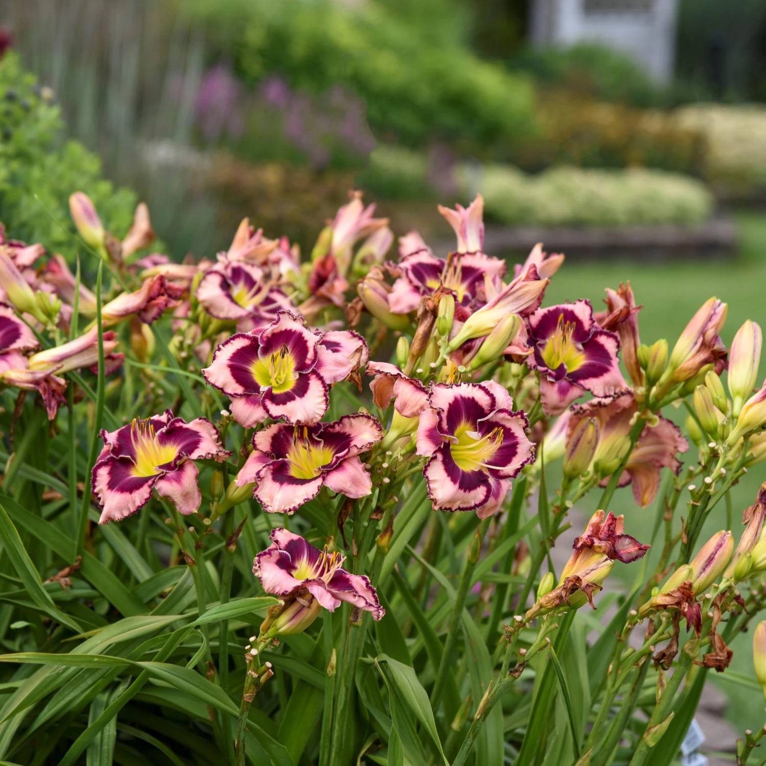 Rainbow Rhythm® 'Sound Of My Heart' Daylily 3 Rainbow Rhythm® 'Sound Of My Heart' Daylily - Image 3