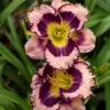 Rainbow Rhythm® 'Sound Of My Heart' Daylily