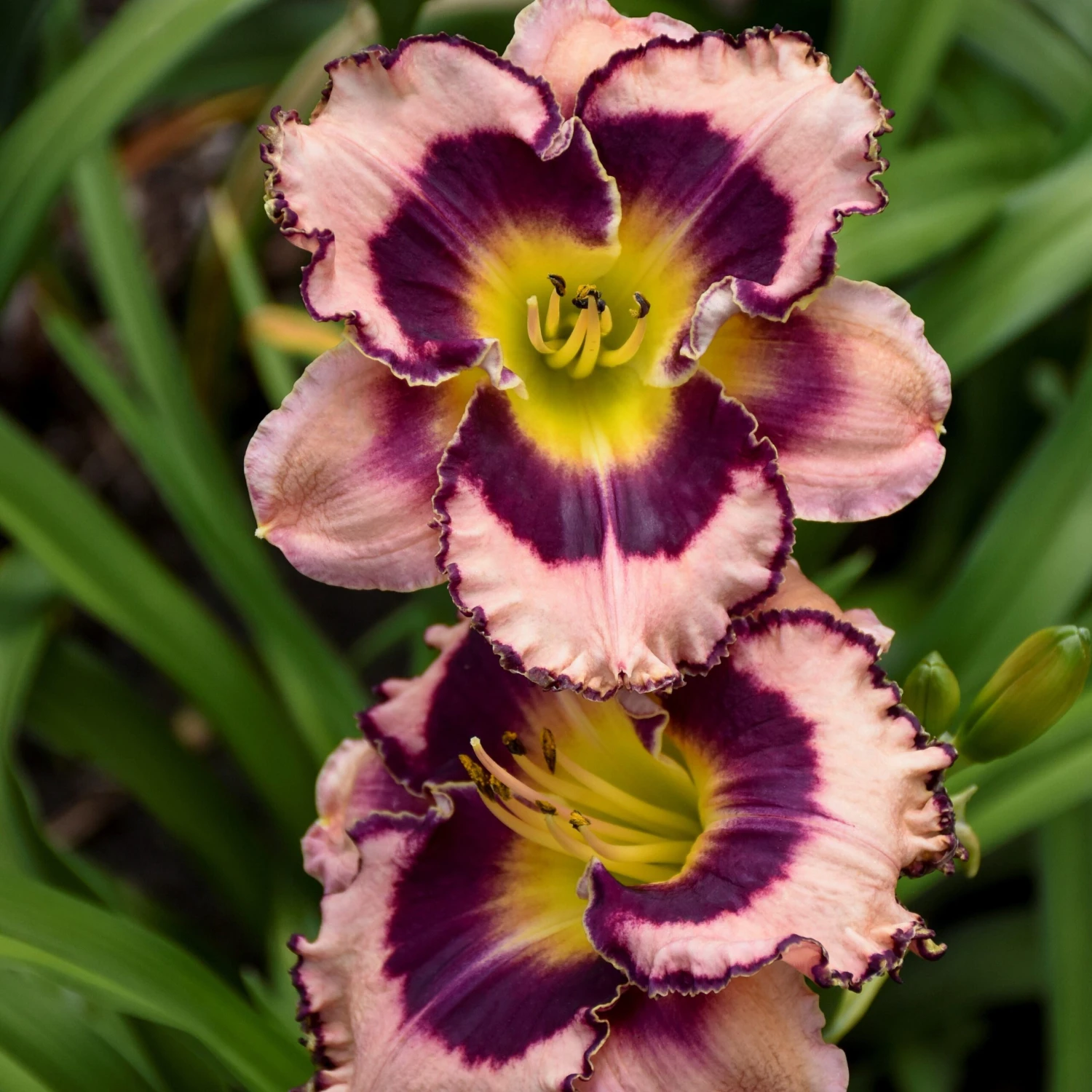 Rainbow Rhythm® 'Sound Of My Heart' Daylily 1 Rainbow Rhythm® 'Sound Of My Heart' Daylily