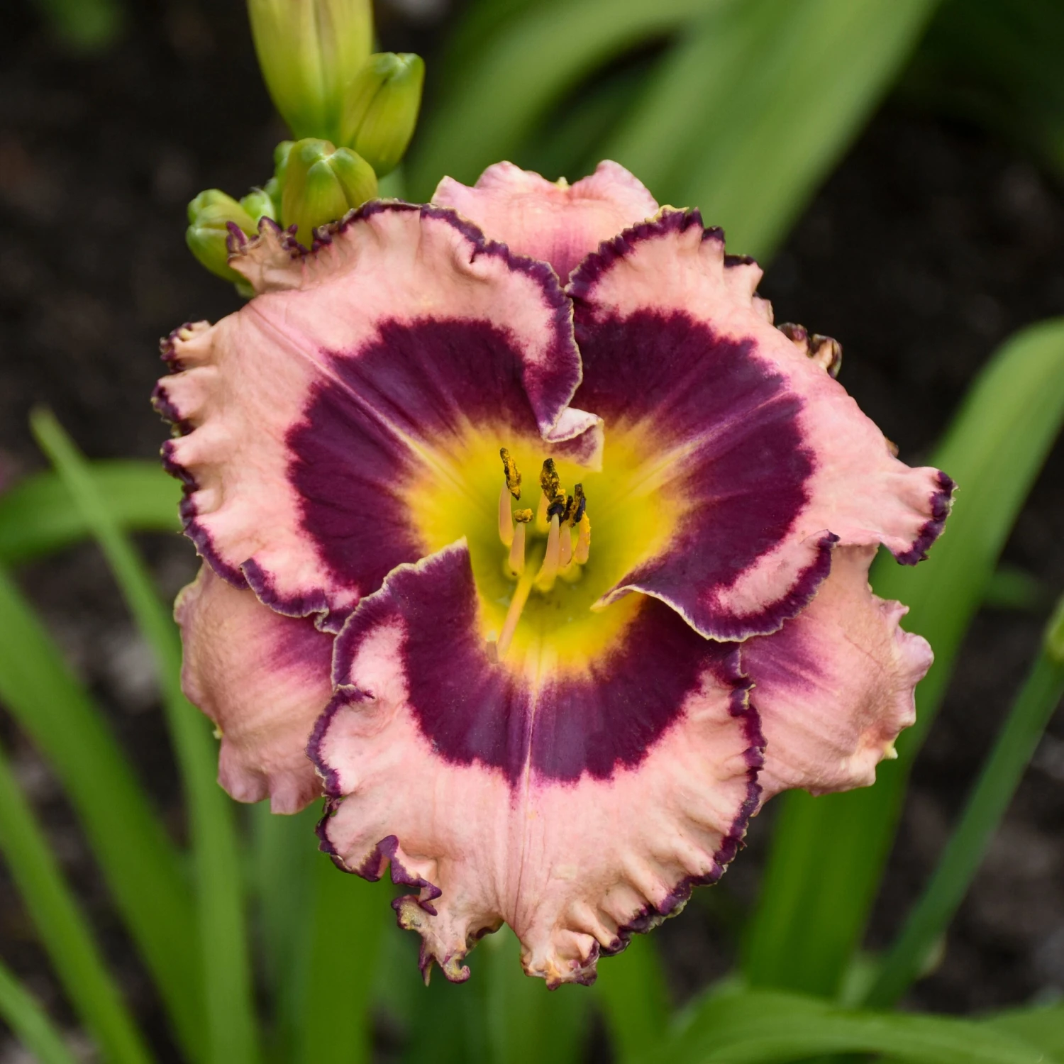 Rainbow Rhythm® 'Sound Of My Heart' Daylily 2 Rainbow Rhythm® 'Sound Of My Heart' Daylily - Image 2