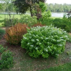 Glow Girl® Birchleaf Spirea