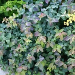 Double Play® Blue Kazoo® Spirea