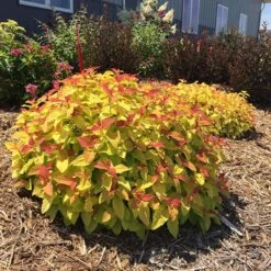 Double Play® Candy Corn® Spirea