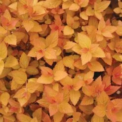 Double Play® Candy Corn® Spirea -Great Garden Plants Sales Store spiraea double play candy corn 3 sw