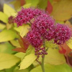Double Play® Candy Corn® Spirea -Great Garden Plants Sales Store spiraea double play candy corn 4 sw