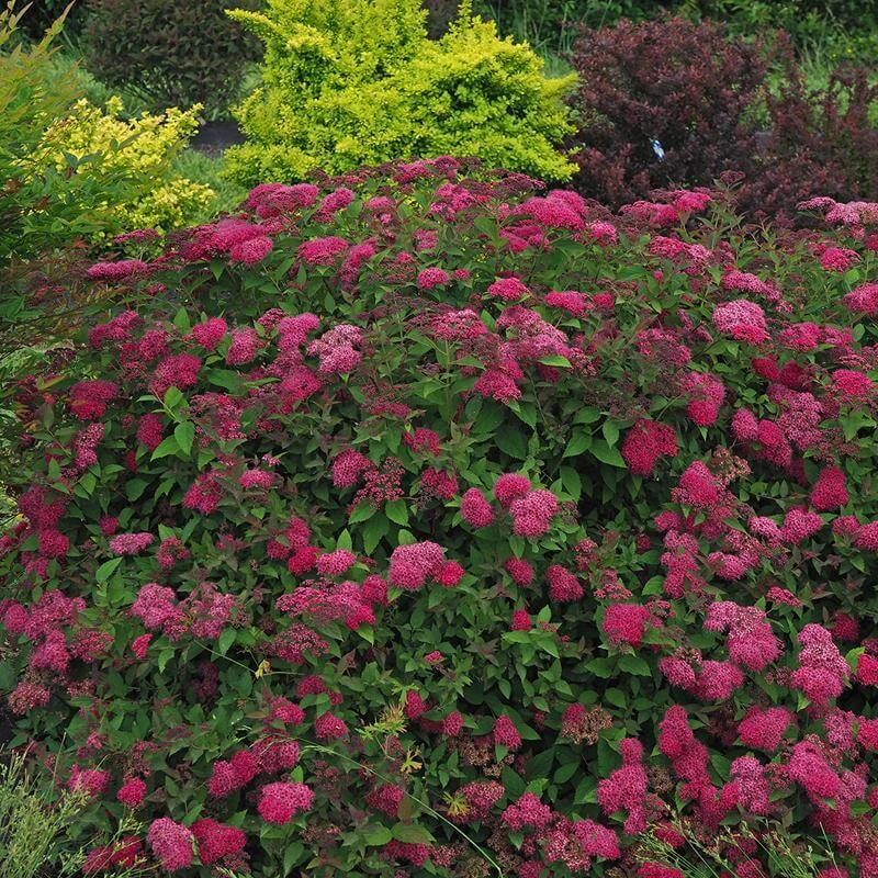 Double Play Doozie® Reblooming Spirea 1 Double Play Doozie® Reblooming Spirea
