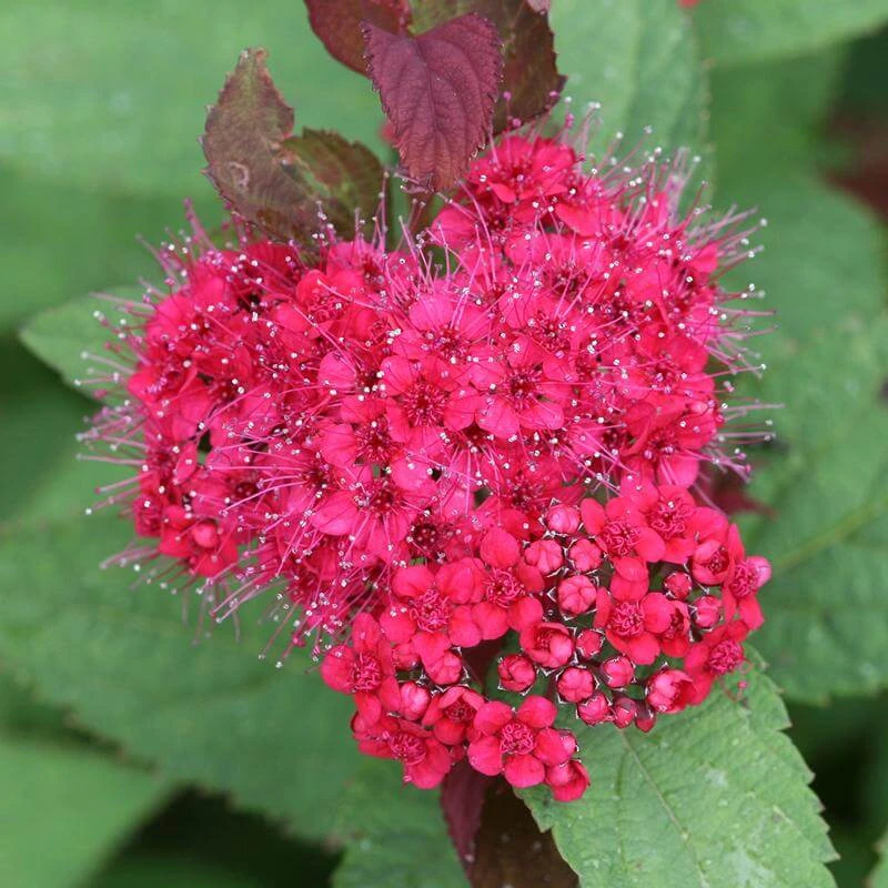 Double Play Doozie® Reblooming Spirea 2 Double Play Doozie® Reblooming Spirea - Image 2