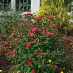 Double Play Doozie® Reblooming Spirea 7 Double Play Doozie® Reblooming Spirea -Great Garden Plants Sales Store spiraea double play doozie 3 sw