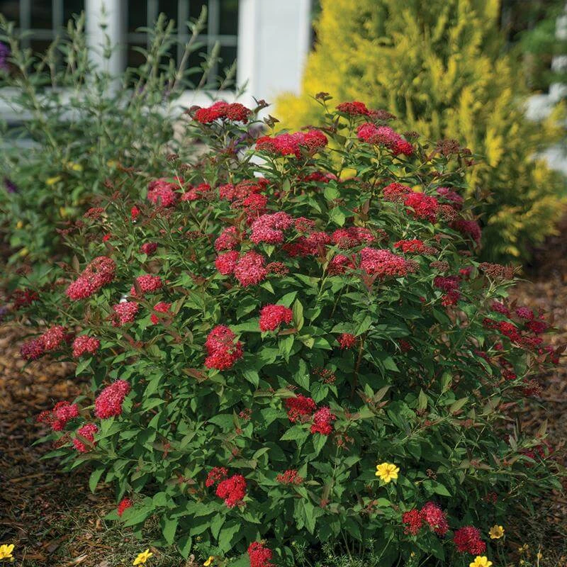 Double Play Doozie® Reblooming Spirea 3 Double Play Doozie® Reblooming Spirea - Image 3