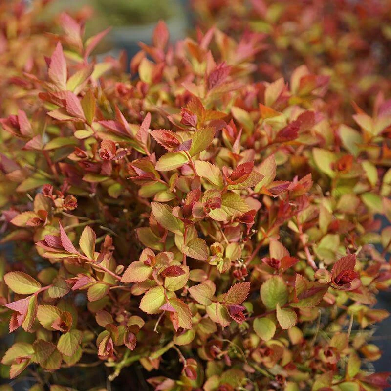 Double Play Doozie® Reblooming Spirea 4 Double Play Doozie® Reblooming Spirea - Image 4