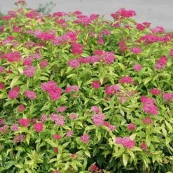 Double Play® Painted Lady® Spirea -Great Garden Plants Sales Store spiraea double play painted lady 3 sw