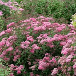 Double Play® Pink Spirea -Great Garden Plants Sales Store spiraea double play pink 3 sw