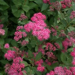 Double Play® Pink Spirea -Great Garden Plants Sales Store spiraea double play pink 4 sw