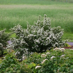 Wedding CakeĀ® Bridal Wreath Spirea