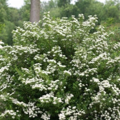 Wedding Cake® Bridal Wreath Spirea -Great Garden Plants Sales Store spiraea nipponica wedding cake 3