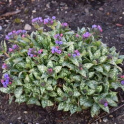 'Spot On' Lungwort -Great Garden Plants Sales Store spot on lungwort 3