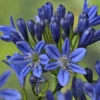 Summer Love™ Blue Lily-of-the-Nile