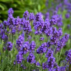 Sweet Romance® Lavender 6 Sweet Romance® Lavender -Great Garden Plants Sales Store sweet romance lavandula 2
