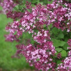Bloomerang® Dark Purple Reblooming Lilac -Great Garden Plants Sales Store syringa bloomerang dark purple 1 d73cfa69 06cc 4d20 84e4 d400f67ff85a sw