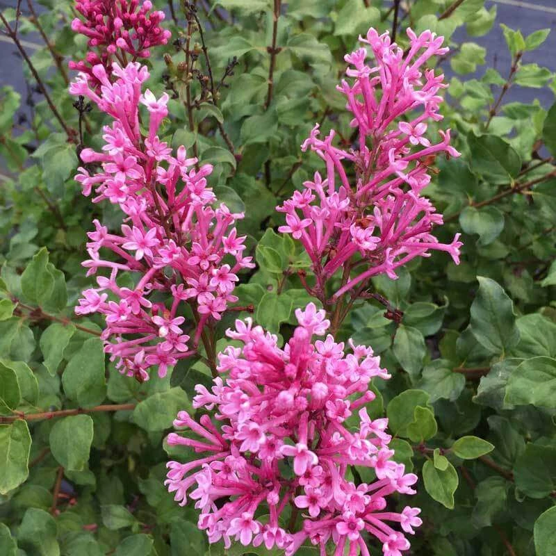 Bloomerang® Dwarf Pink Reblooming Lilac 1 Bloomerang® Dwarf Pink Reblooming Lilac