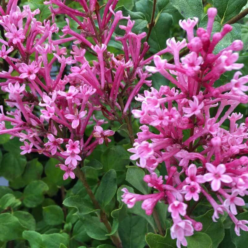 Bloomerang® Dwarf Pink Reblooming Lilac 2 Bloomerang® Dwarf Pink Reblooming Lilac - Image 2