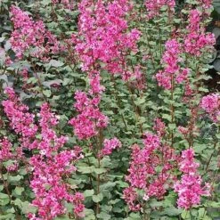 Bloomerang® Dwarf Pink Reblooming Lilac 9 Bloomerang® Dwarf Pink Reblooming Lilac -Great Garden Plants Sales Store syringa bloomerang dwarf pink lilac 3 90d9a641 6508 400c a33c 738aae7d525d sw