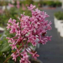 Bloomerang® Dwarf Pink Reblooming Lilac 10 Bloomerang® Dwarf Pink Reblooming Lilac -Great Garden Plants Sales Store syringa bloomerang dwarf pink lilac 4 8966bce5 8ef0 449e a4c9 daa5789b0725 sw