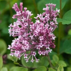 Bloomerang® Dwarf Pink Reblooming Lilac 11 Bloomerang® Dwarf Pink Reblooming Lilac -Great Garden Plants Sales Store syringa bloomerang dwarf pink lilac 5 50a99c2d 27cc 441b 9d5a 6c5c9f36fb3a sw