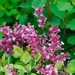 Bloomerang® Dwarf Pink Reblooming Lilac 12 Bloomerang® Dwarf Pink Reblooming Lilac -Great Garden Plants Sales Store syringa bloomerang dwarf pink lilac 6 ebc88012 3b1b 494c 9eef 9d46293e6941 sw