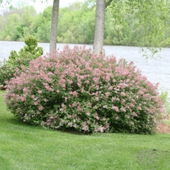 Scent And Sensibility™ Pink Lilac -Great Garden Plants Sales Store syringa scent sensibility pink 3