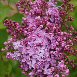 Scentara Pura® Lilac -Great Garden Plants Sales Store syringa scentara pura 5