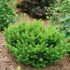 Stonehenge Dark Druid® Yew 6 Stonehenge Dark Druid® Yew -Great Garden Plants Sales Store taxus stonehenge dark druid yew 3