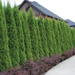 'Emerald Green' Arborvitae (aka 'Smaragd')